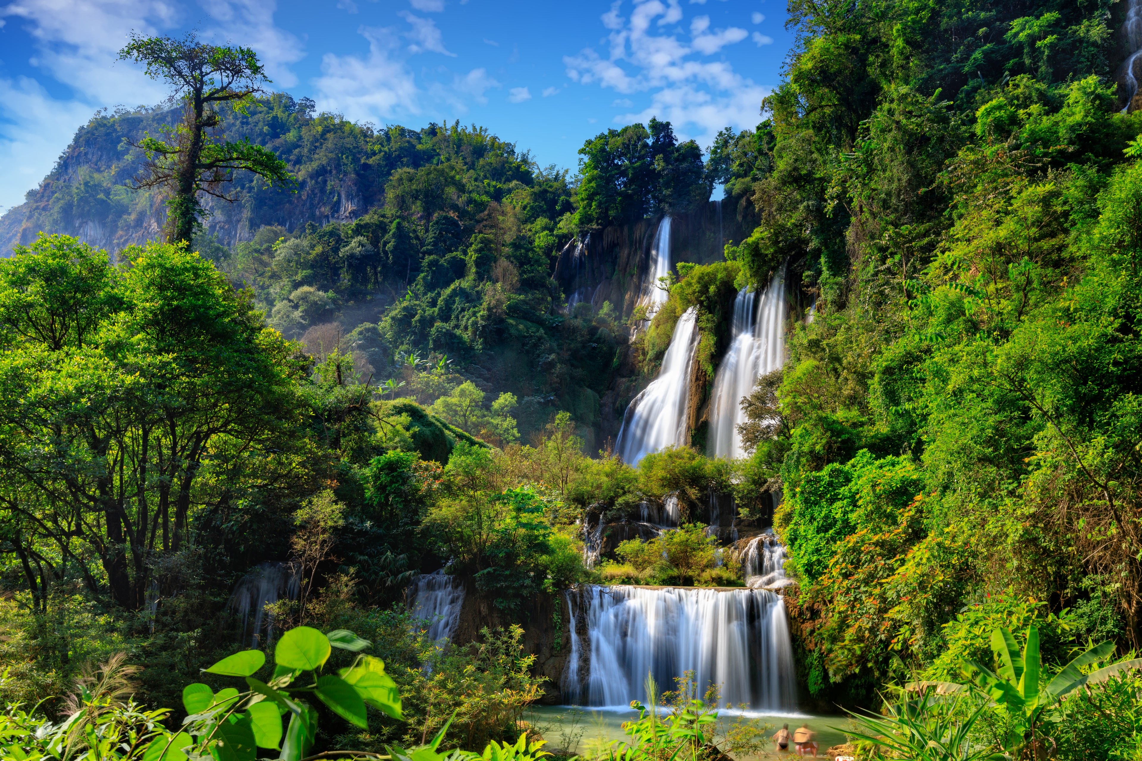 Photo of a rainforest